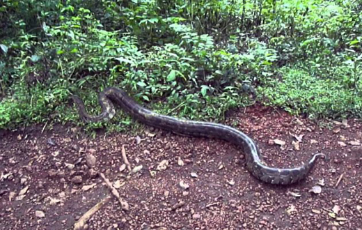 python